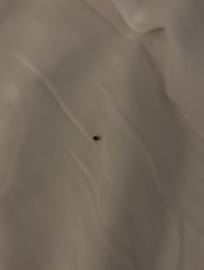 Bed bugs
