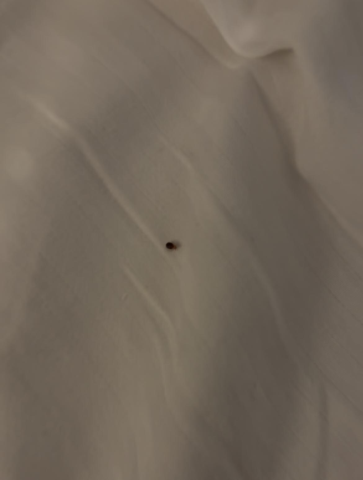 Bed bugs