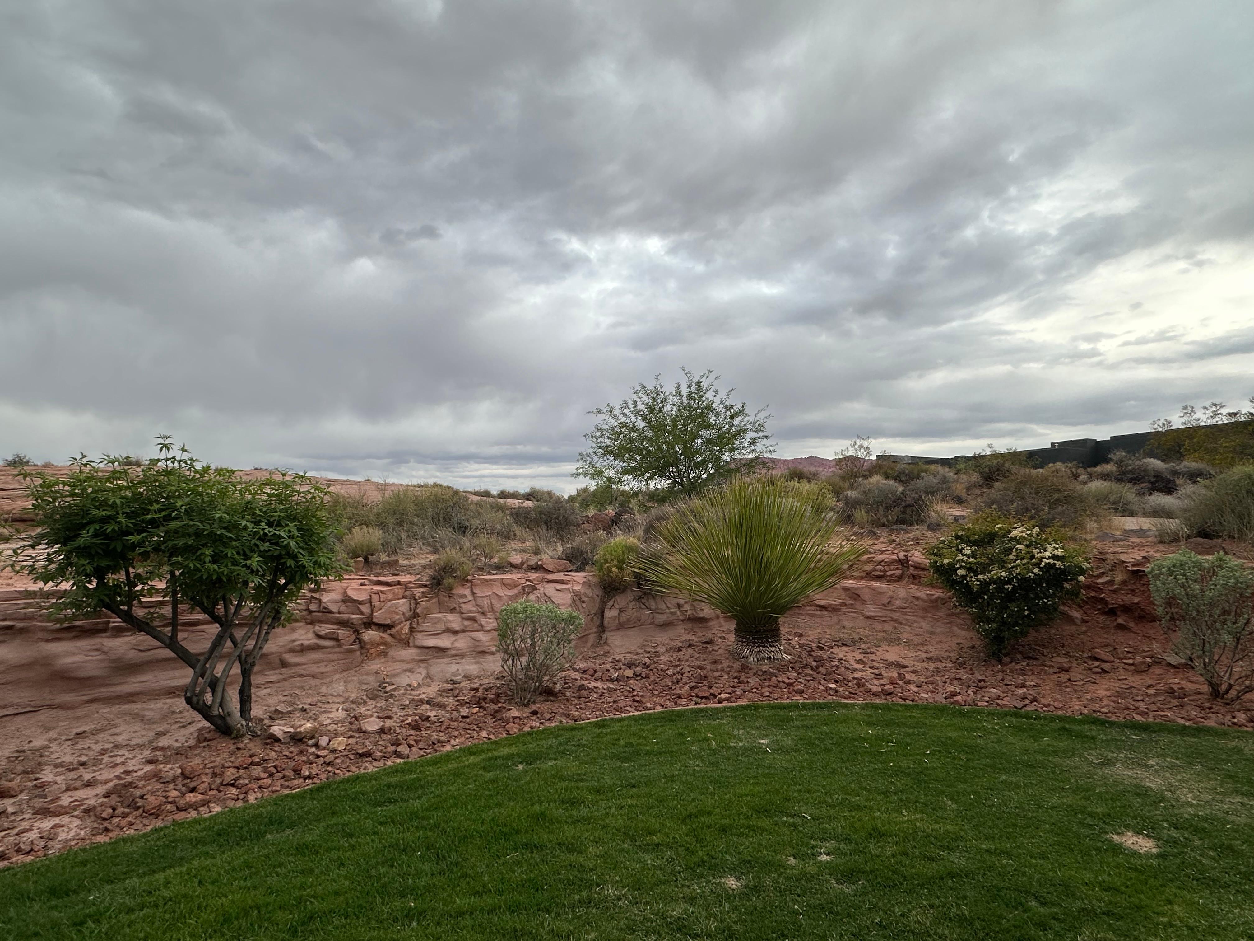 Morning from the backyard.