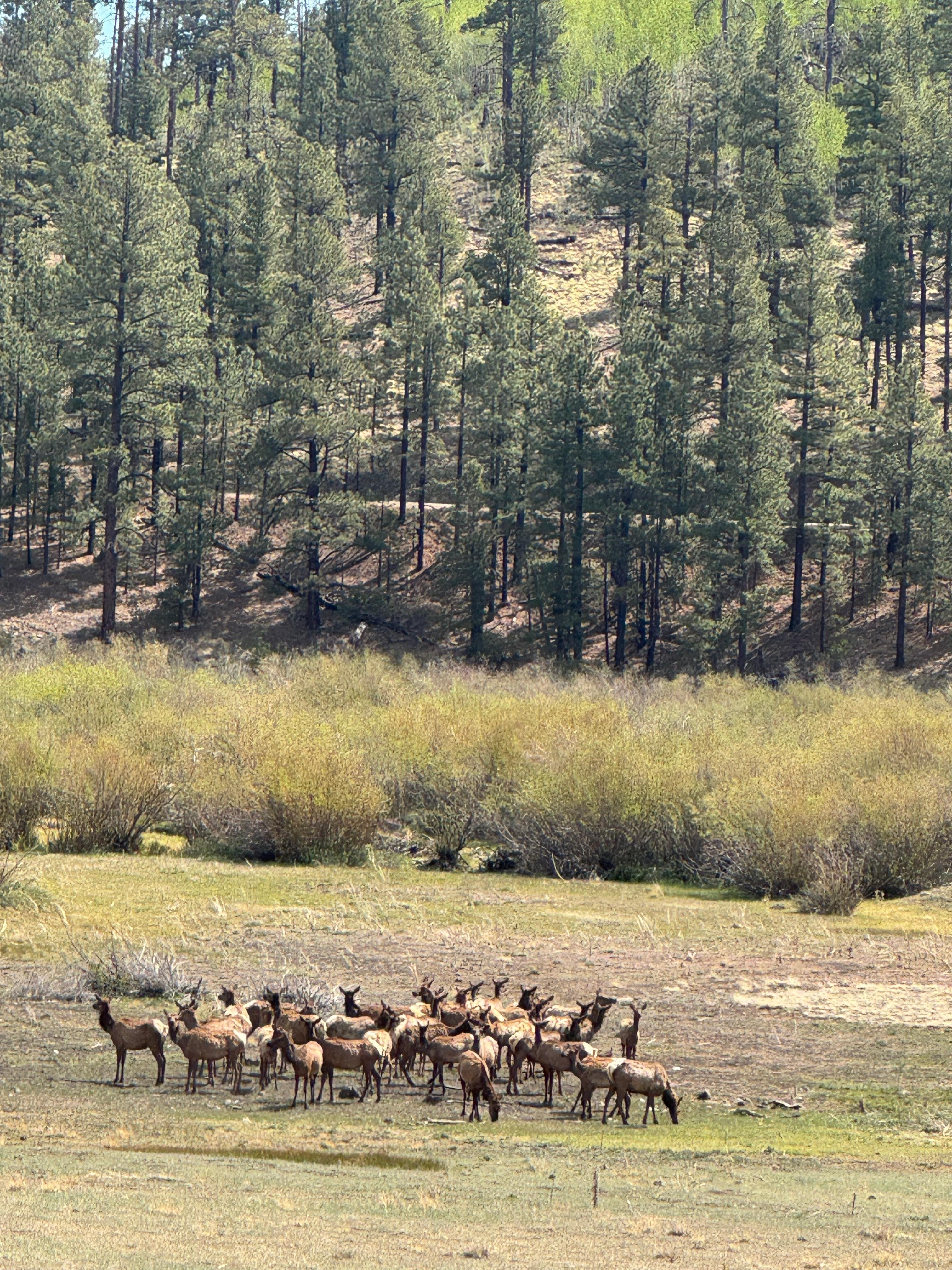 Local wildlife 