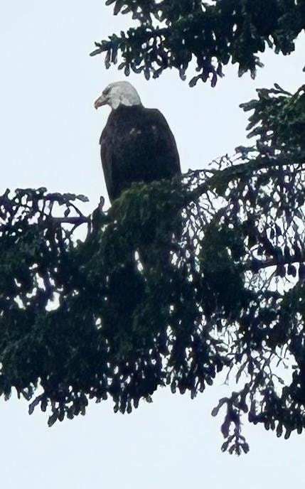 Bald eagle sighting 