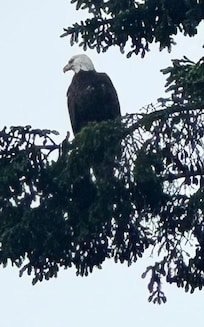 Bald eagle sighting