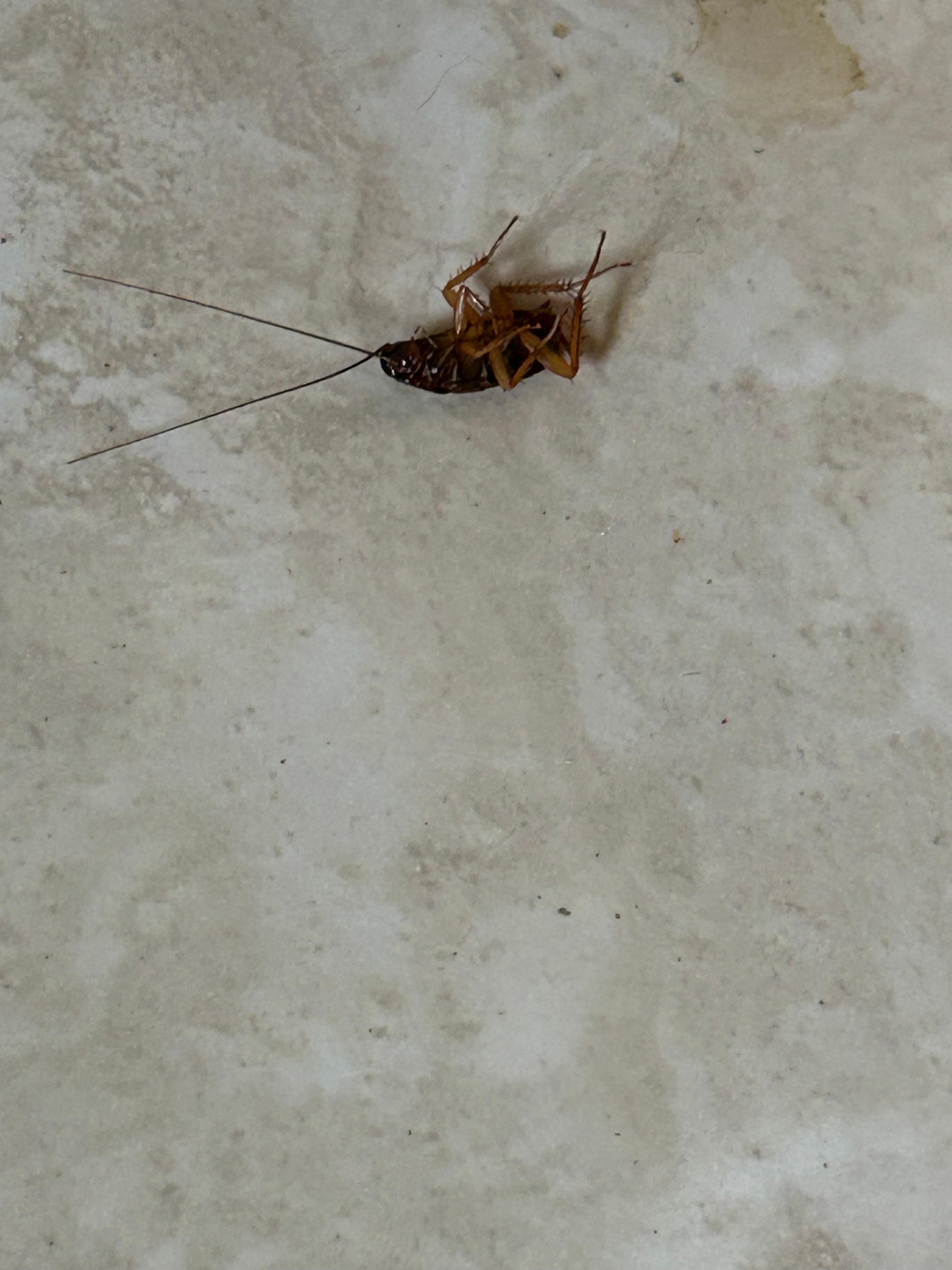 Cockroach on kitchen floor