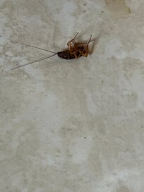 Cockroach on kitchen floor