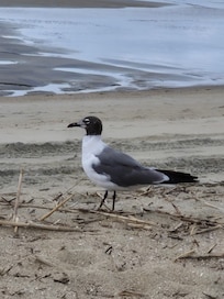 Tybee Island