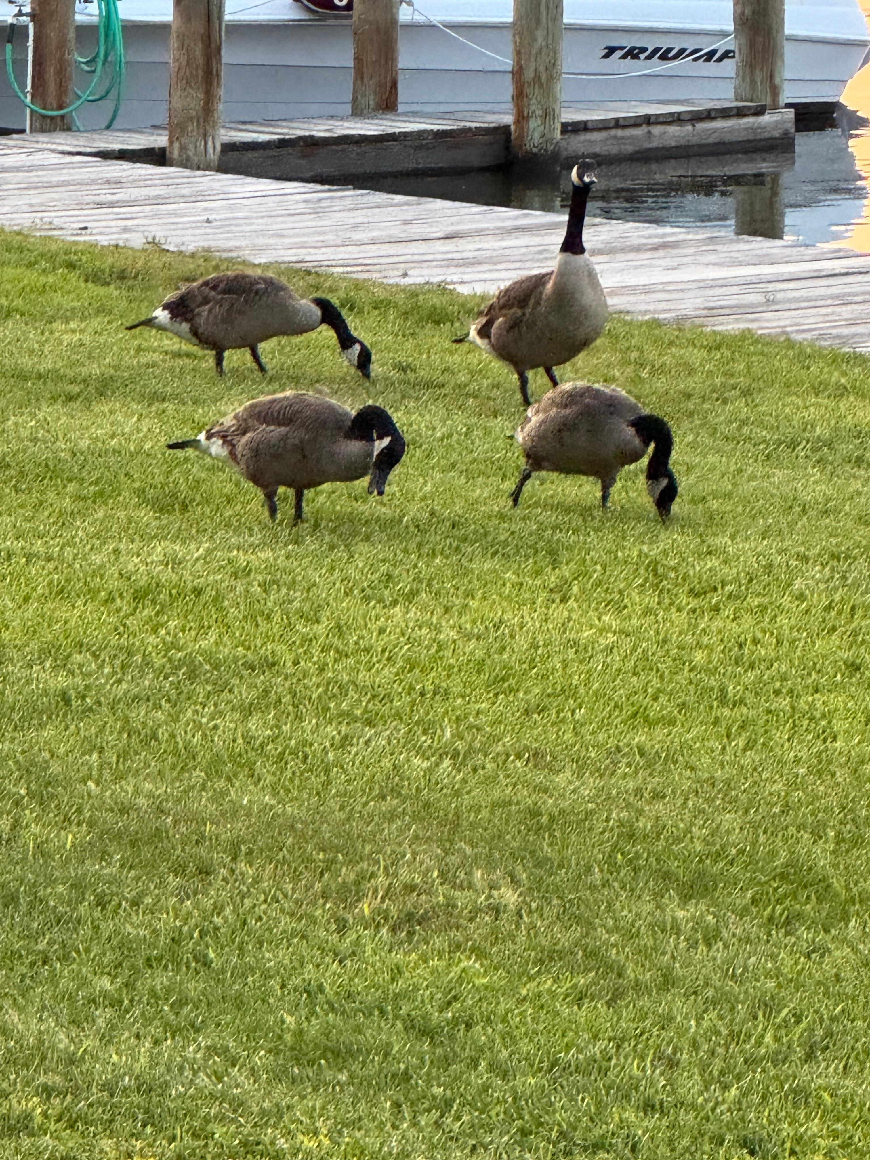 Neighbors from nature.