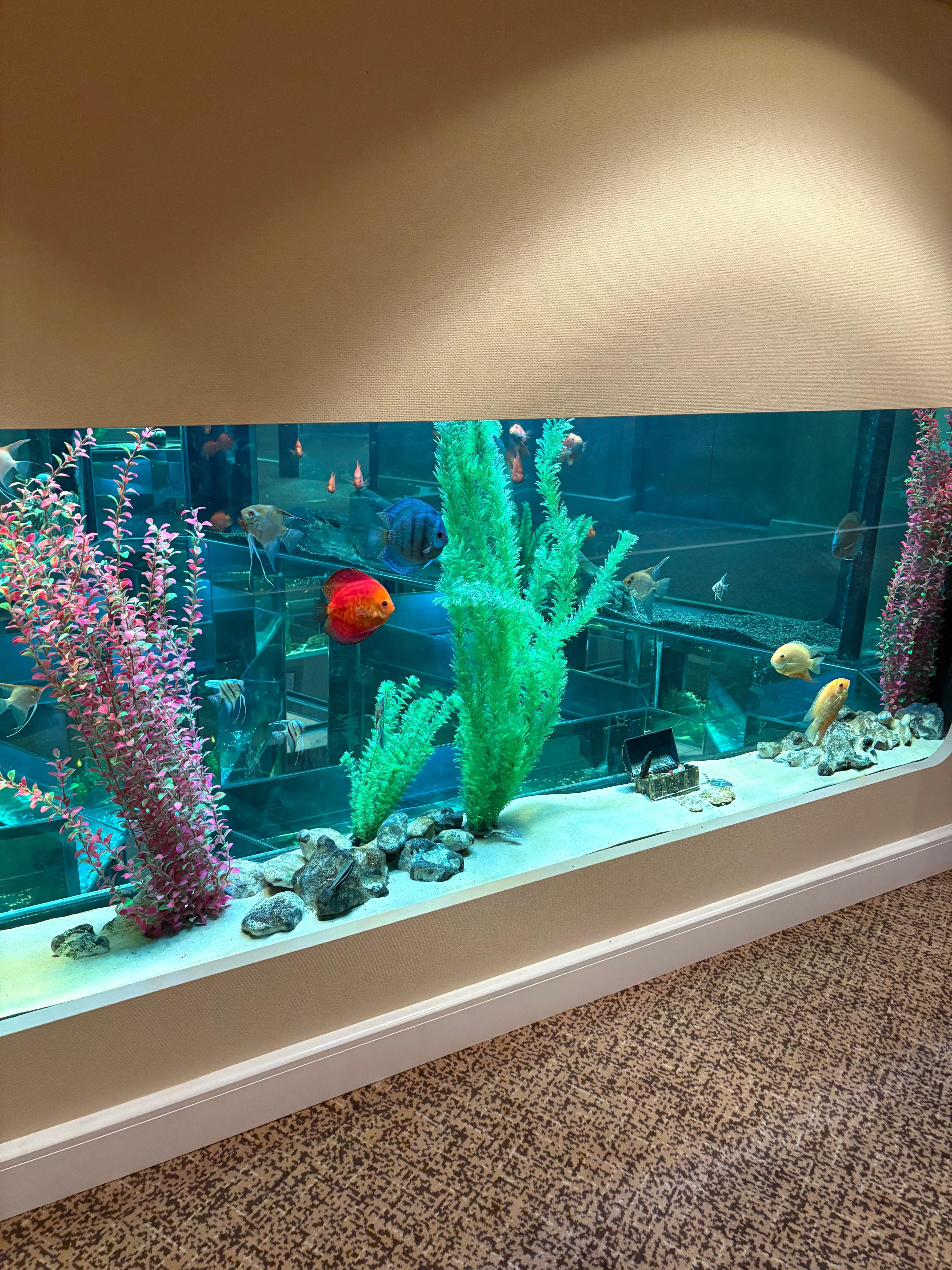 How magical to be greeted by the fish when you come out of the lift