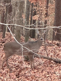 Had a few of these visitors!