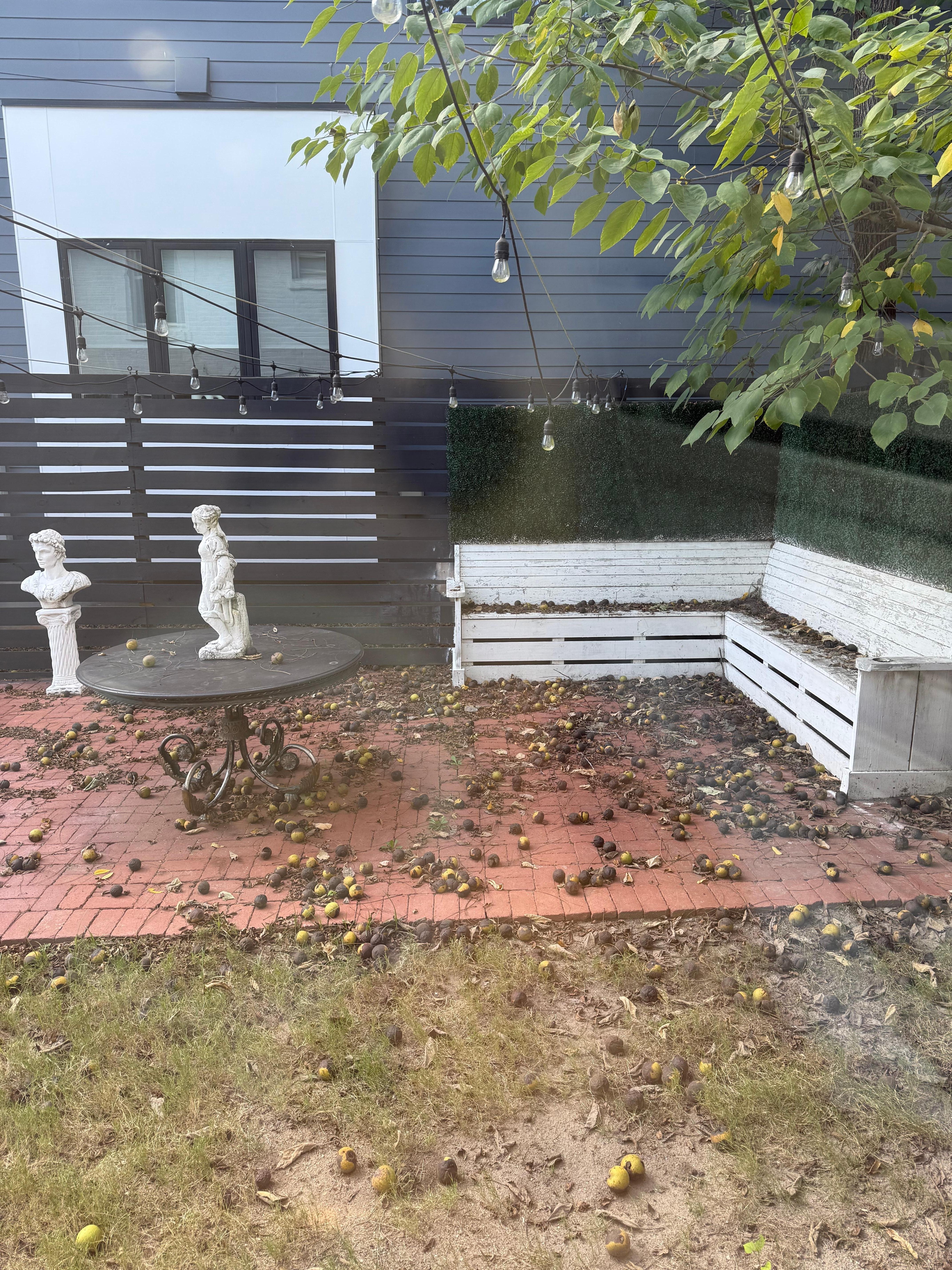  No dinning room table in the house and backyard was a mess