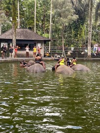A group loving their elephant swim.