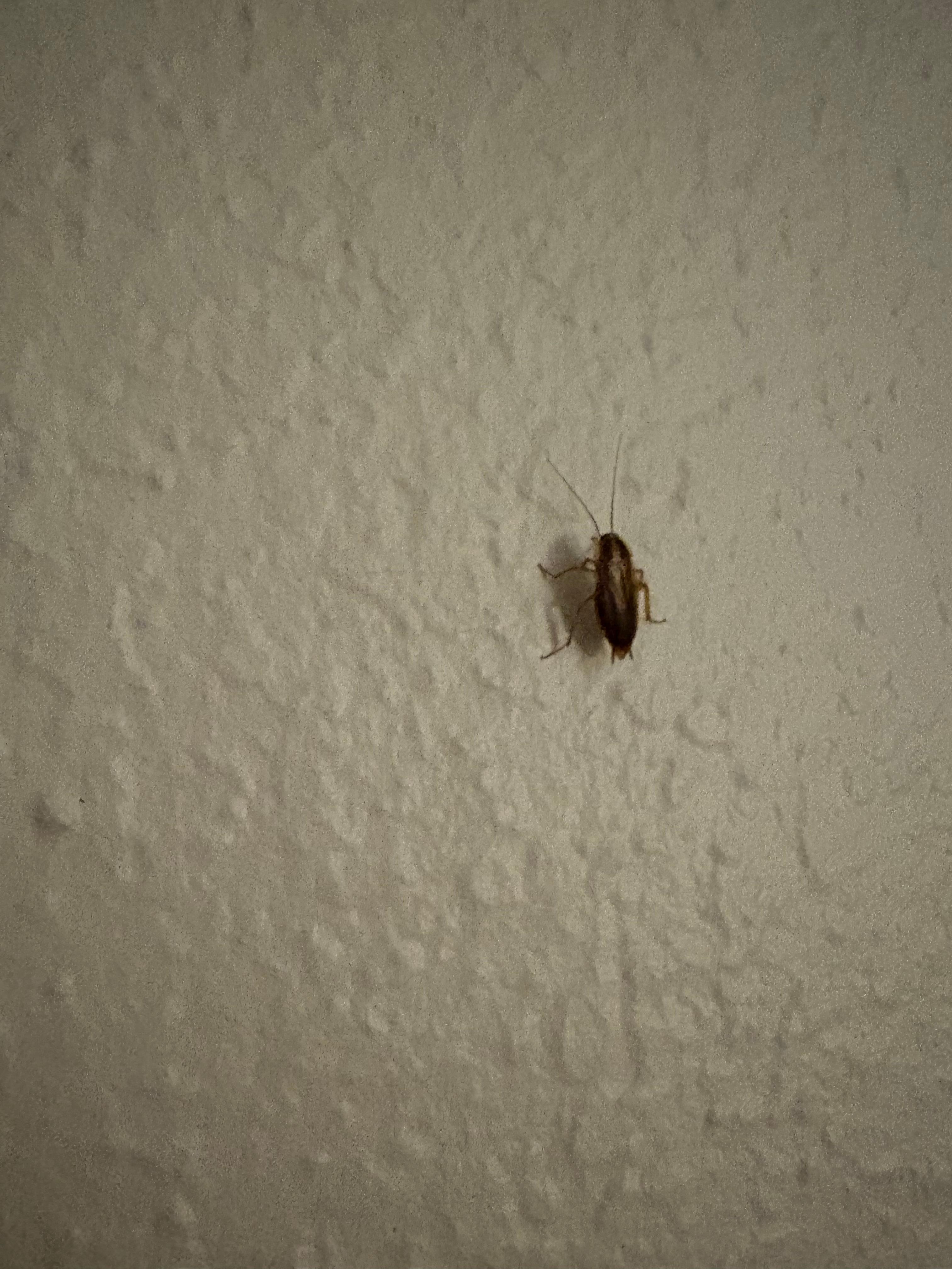 Different roach on the wall by the TV 