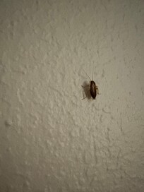 Different roach on the wall by the TV