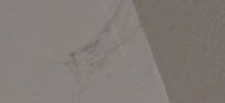 Cob web on wall/ceiling