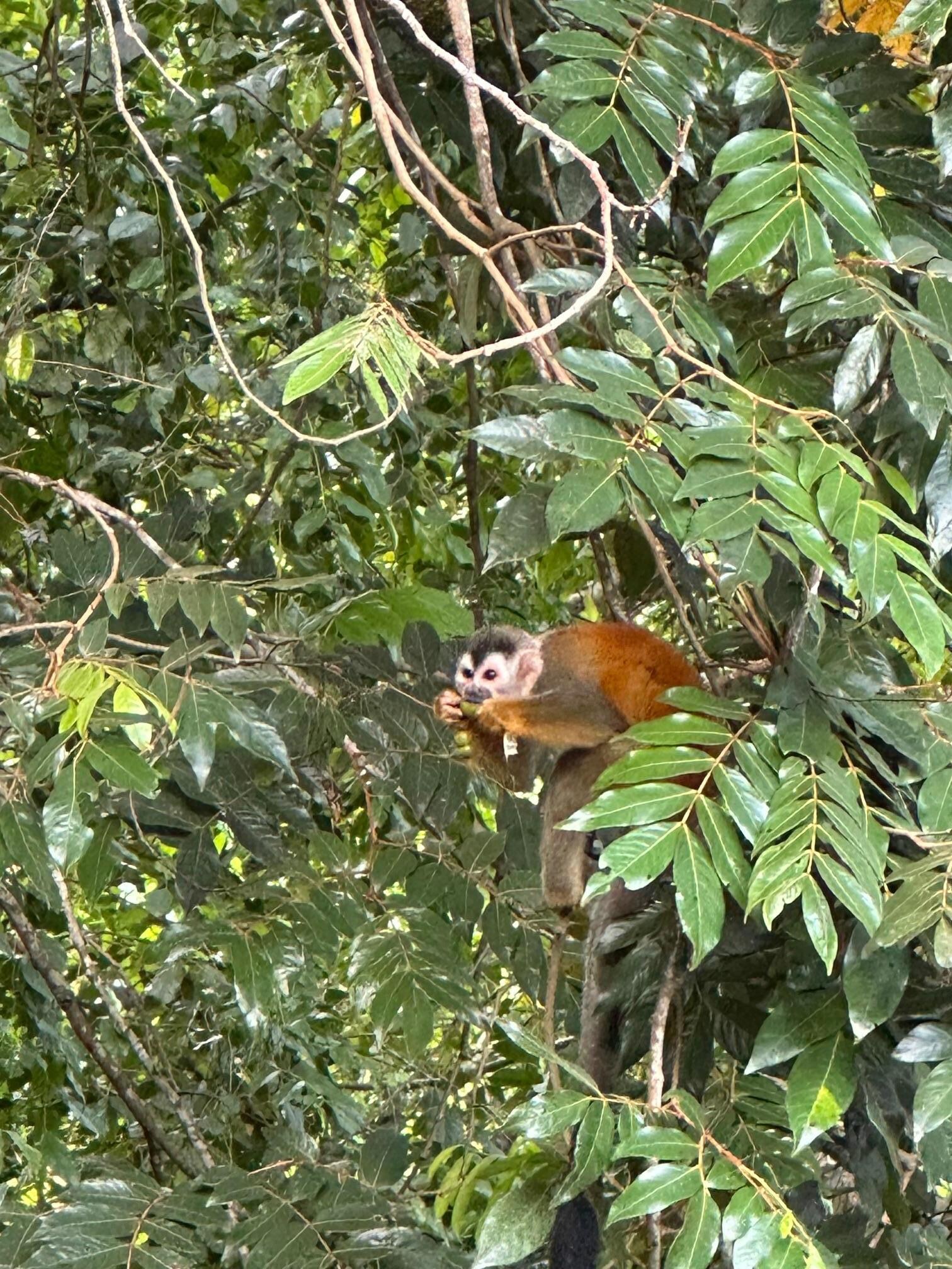 One of the squirrel monkeys