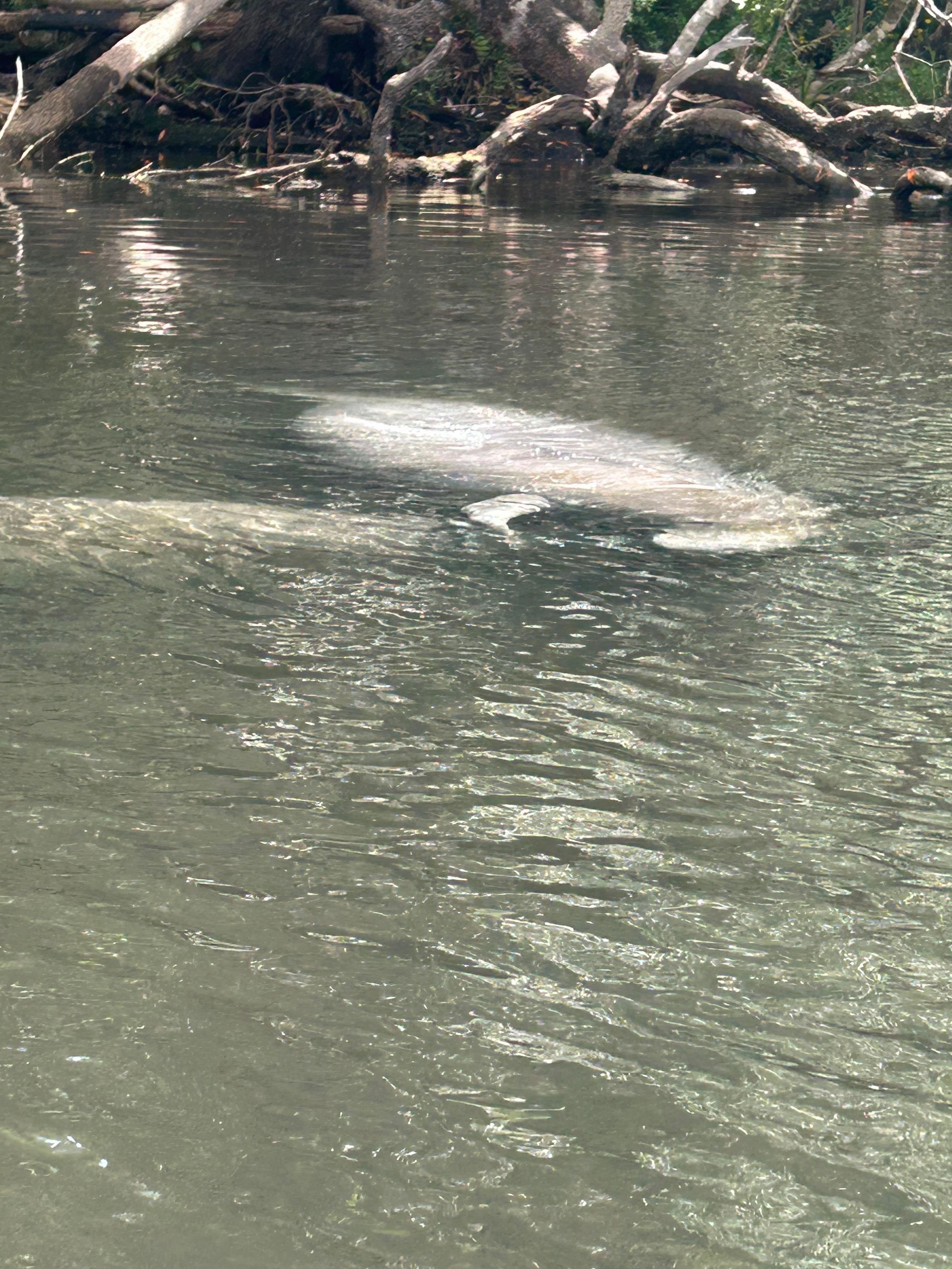 We went for a paddle and found Manatees 