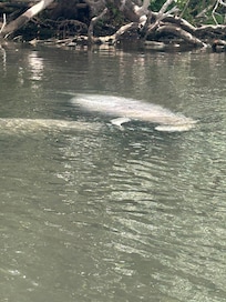 We went for a paddle and found Manatees