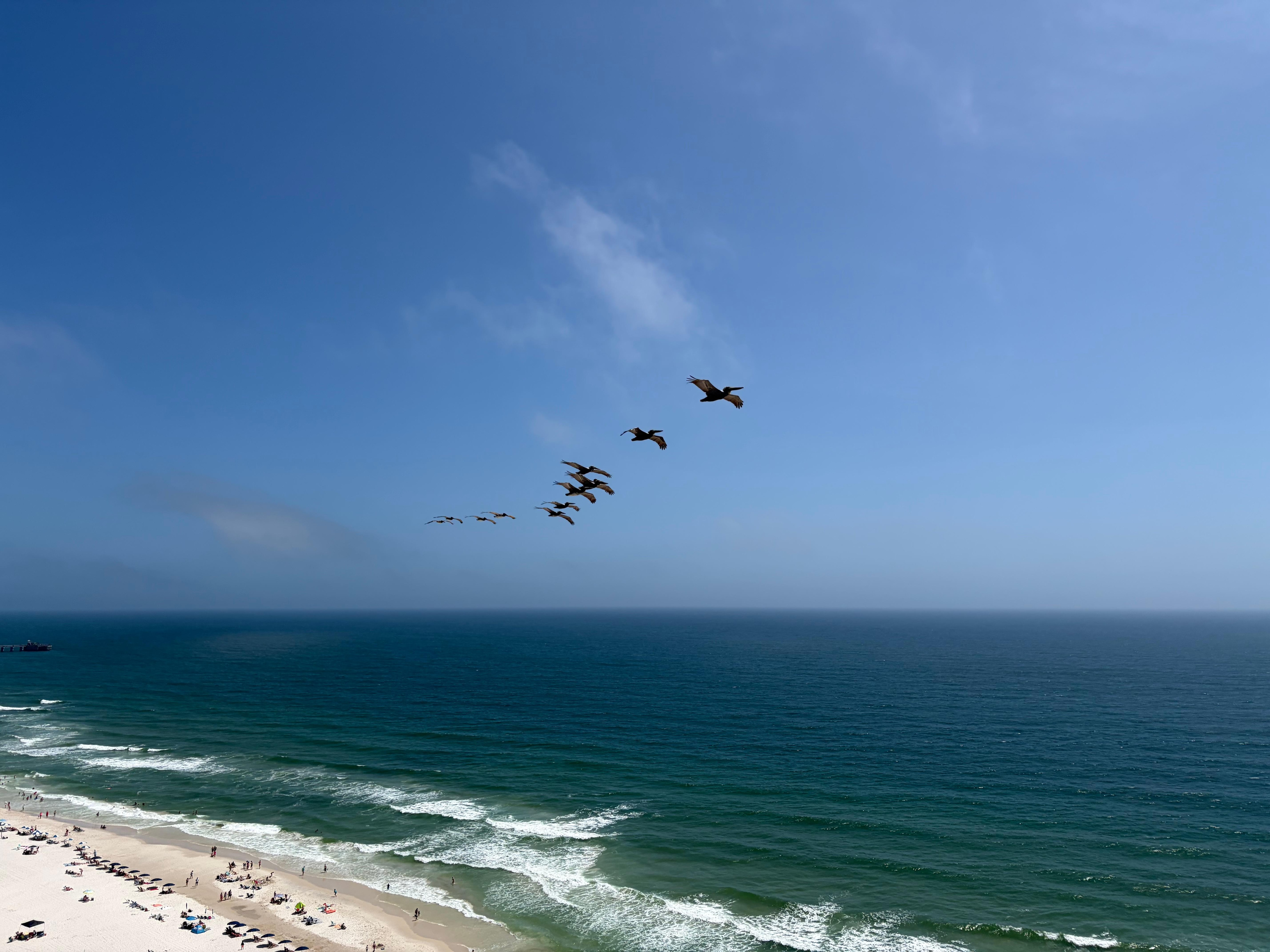 The 18th floor was the same height as the pelicans fly!