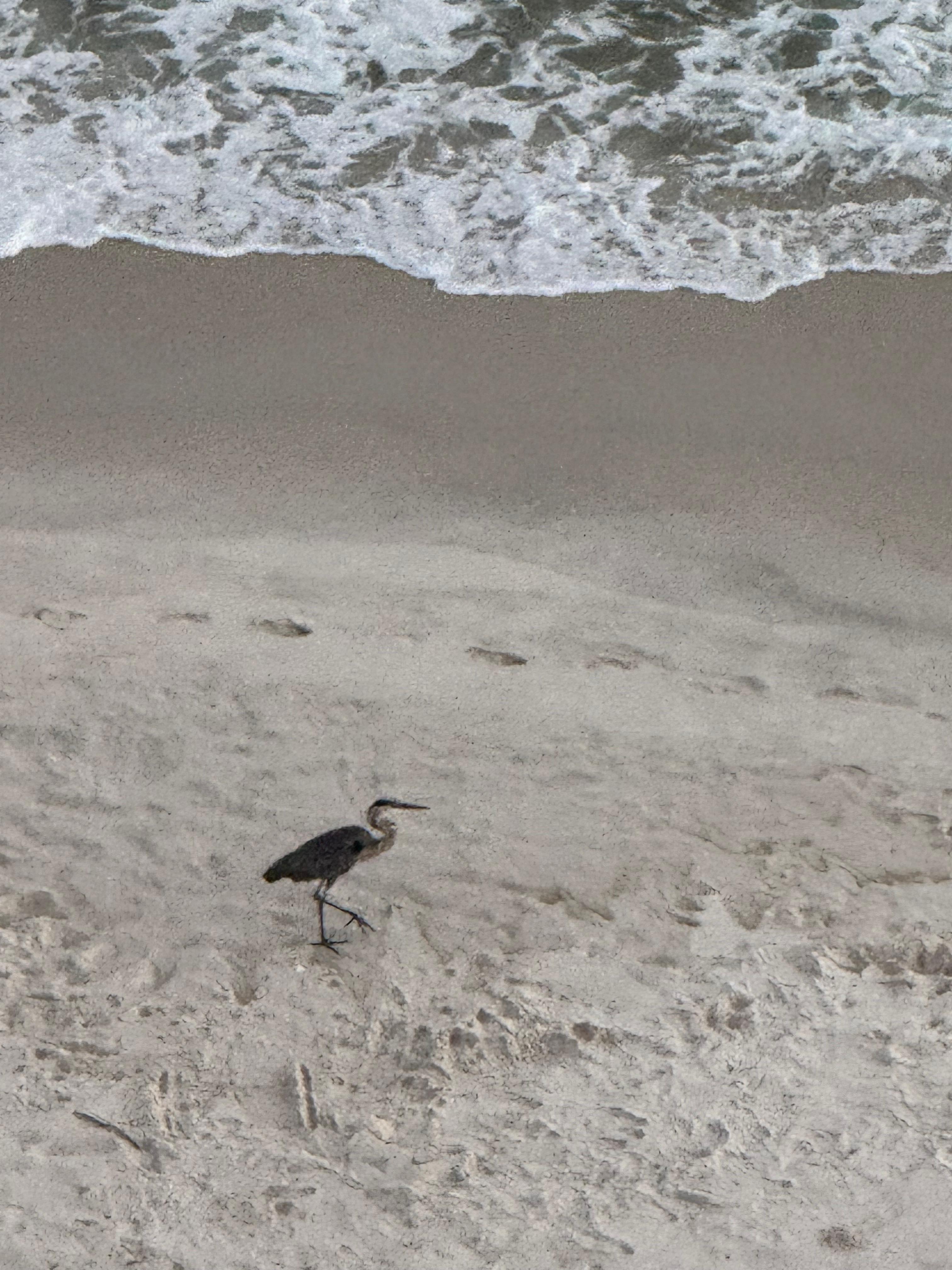 Great blue heron on the beach.