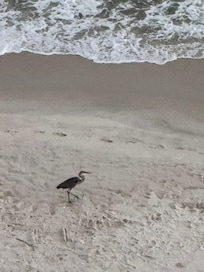 Great blue heron on the beach.