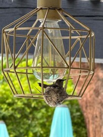 An added delight....a hummingbird nest in the patio