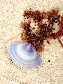 Woodgate Beach just a short walk away