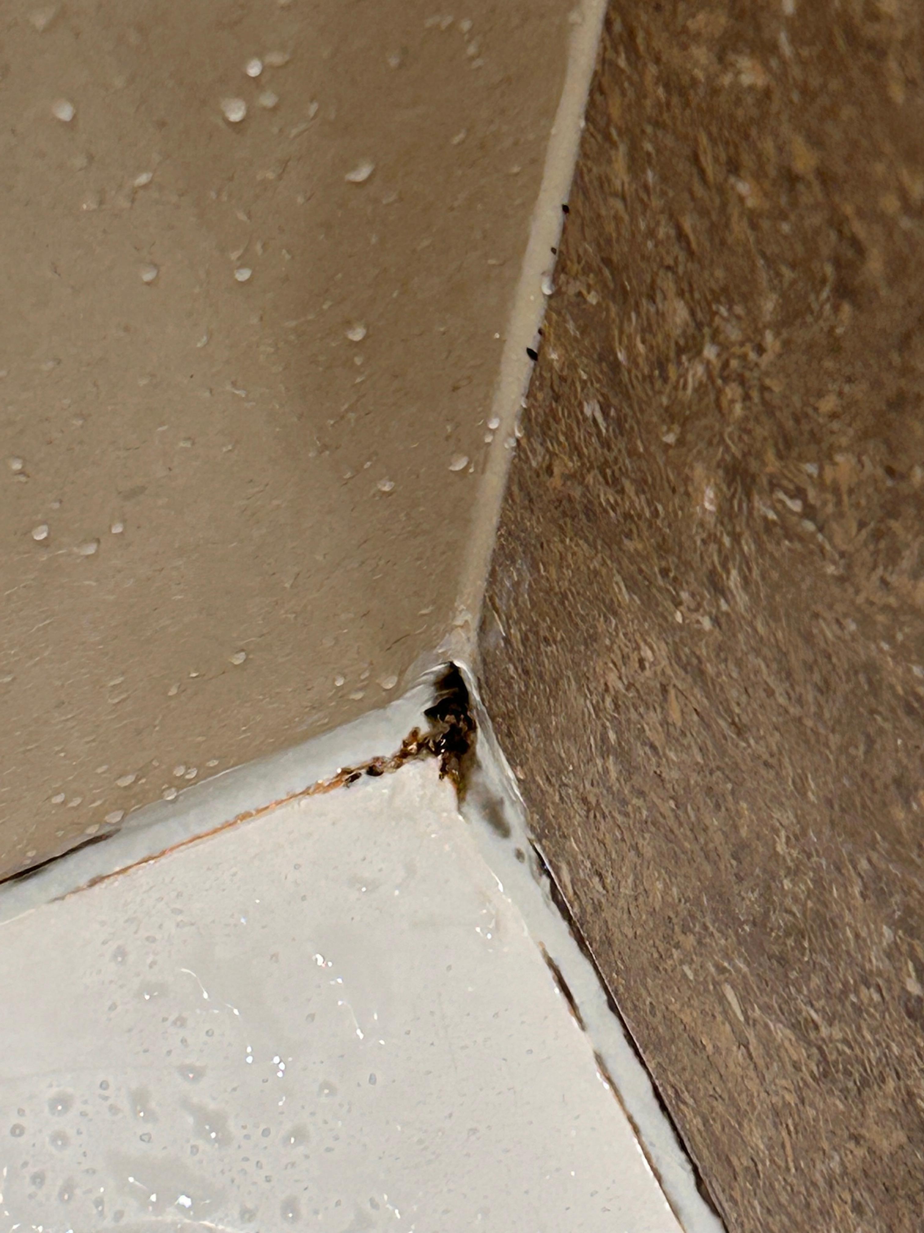 Mildew in much of the shower and bathroom 