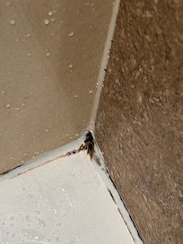 Mildew in much of the shower and bathroom