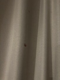 Bbq sauce or ketchup on curtains