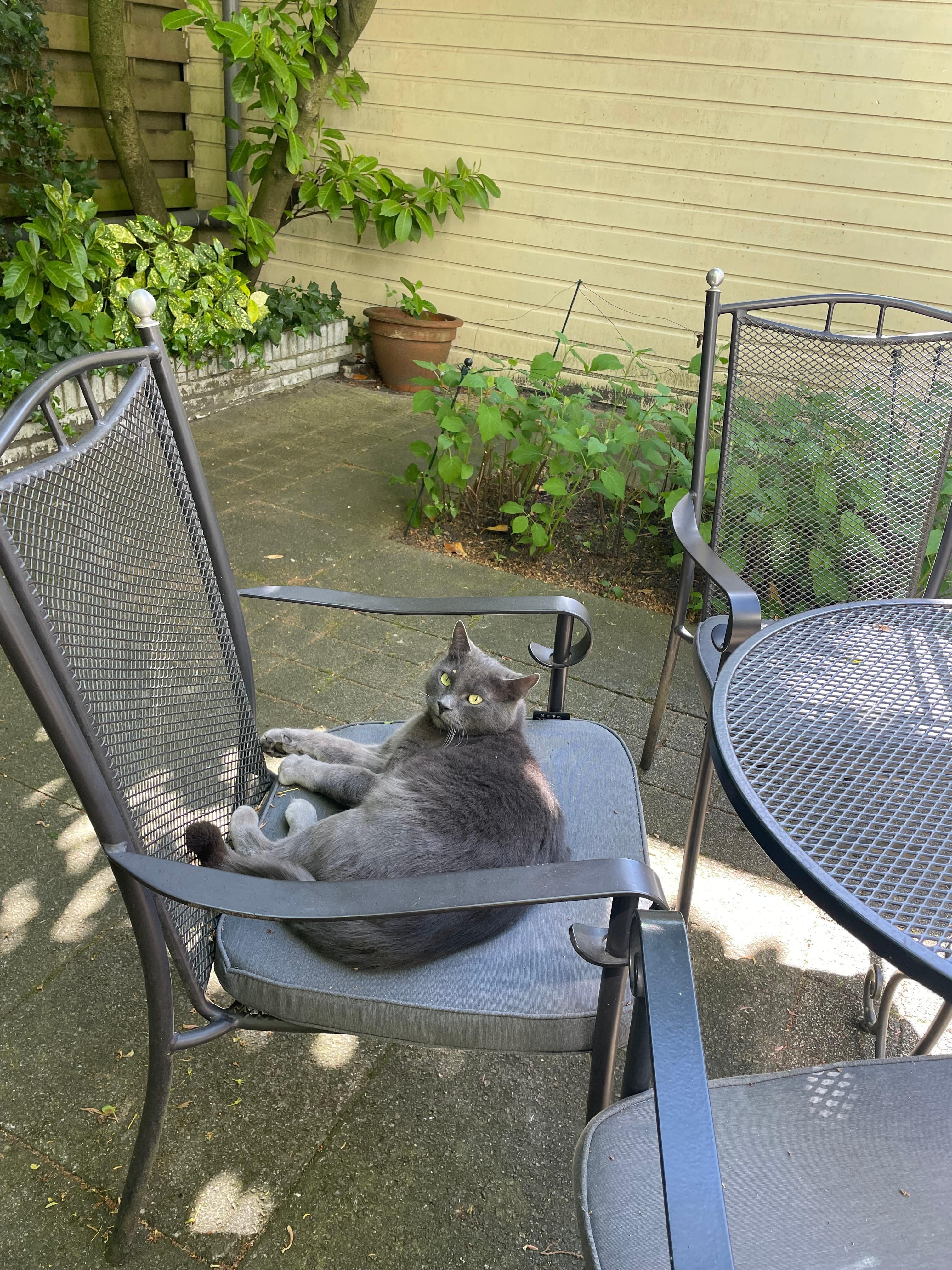 Resident cat enjoying the patio 