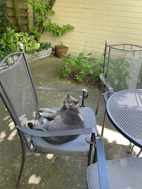 Resident cat enjoying the patio
