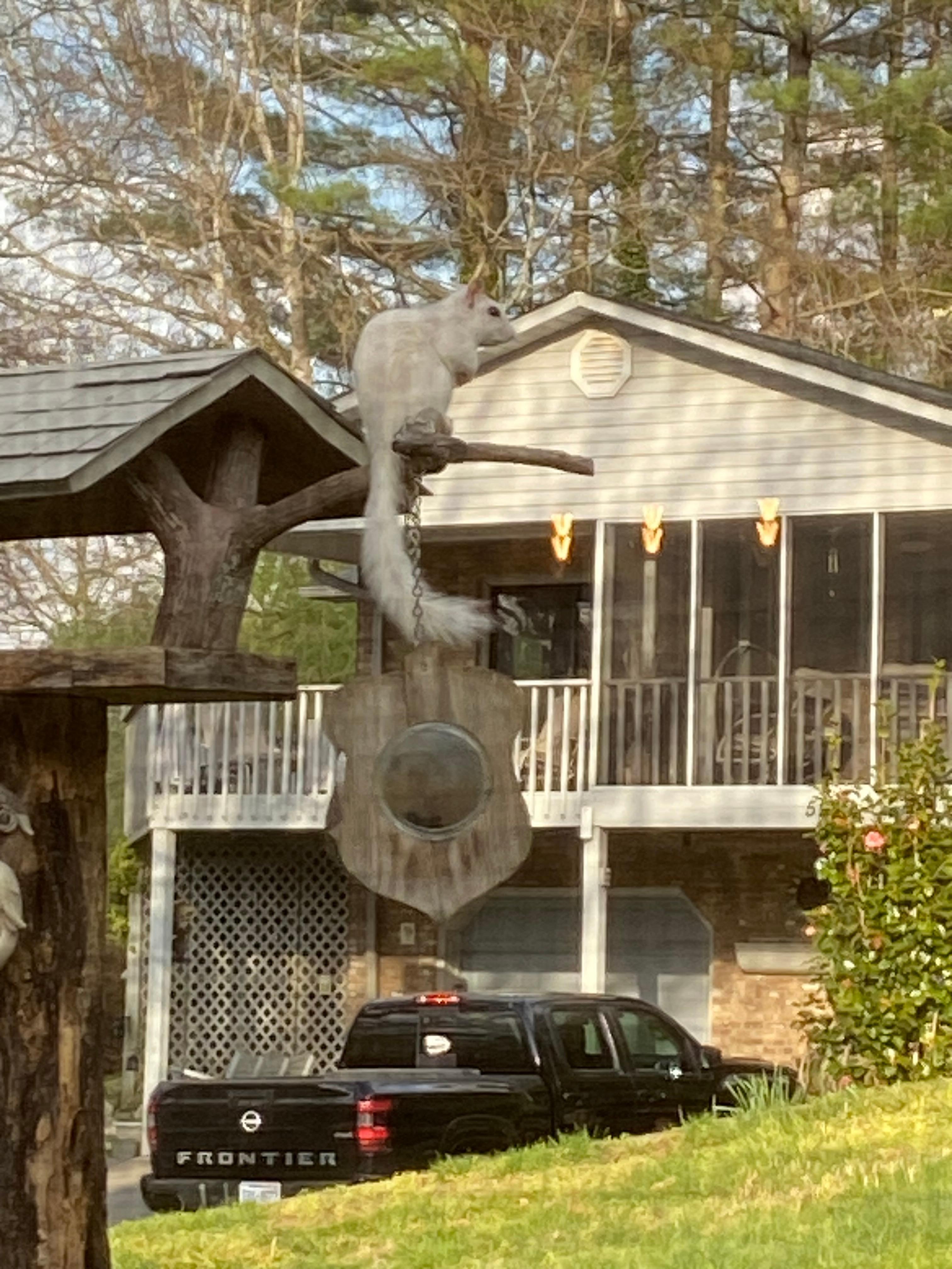 We were thrilled to see a white squirrel out the window.