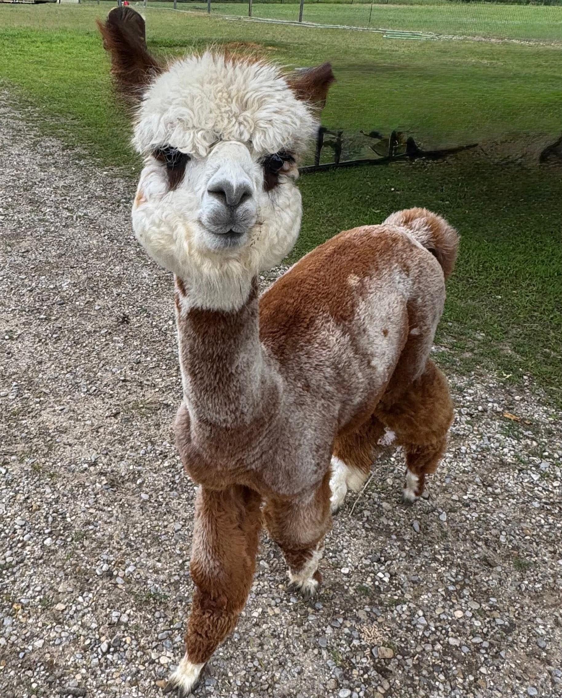 Alpaca Farm