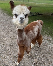Alpaca Farm