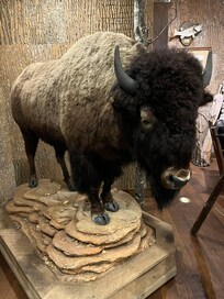 Cool bison in lobby
