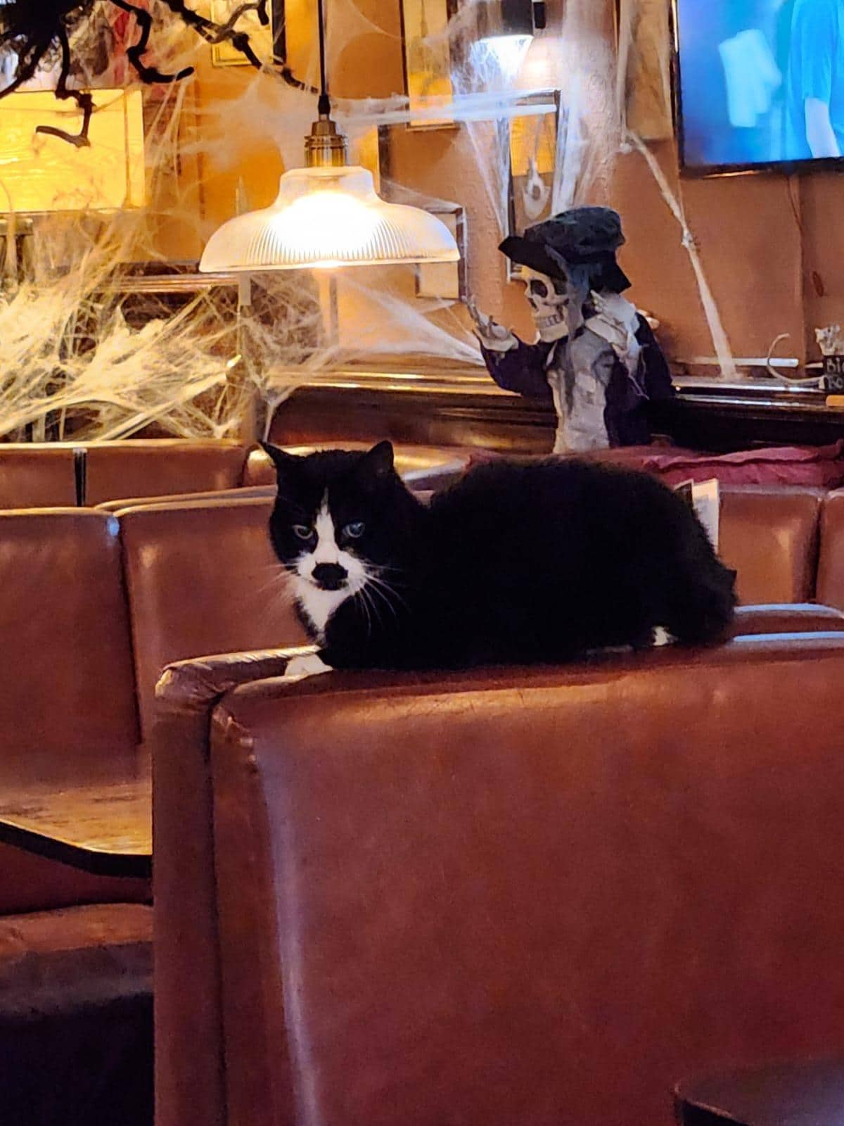 Mickey - the hotel's resident 🐈 