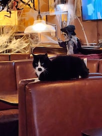 Mickey - the hotel's resident 🐈