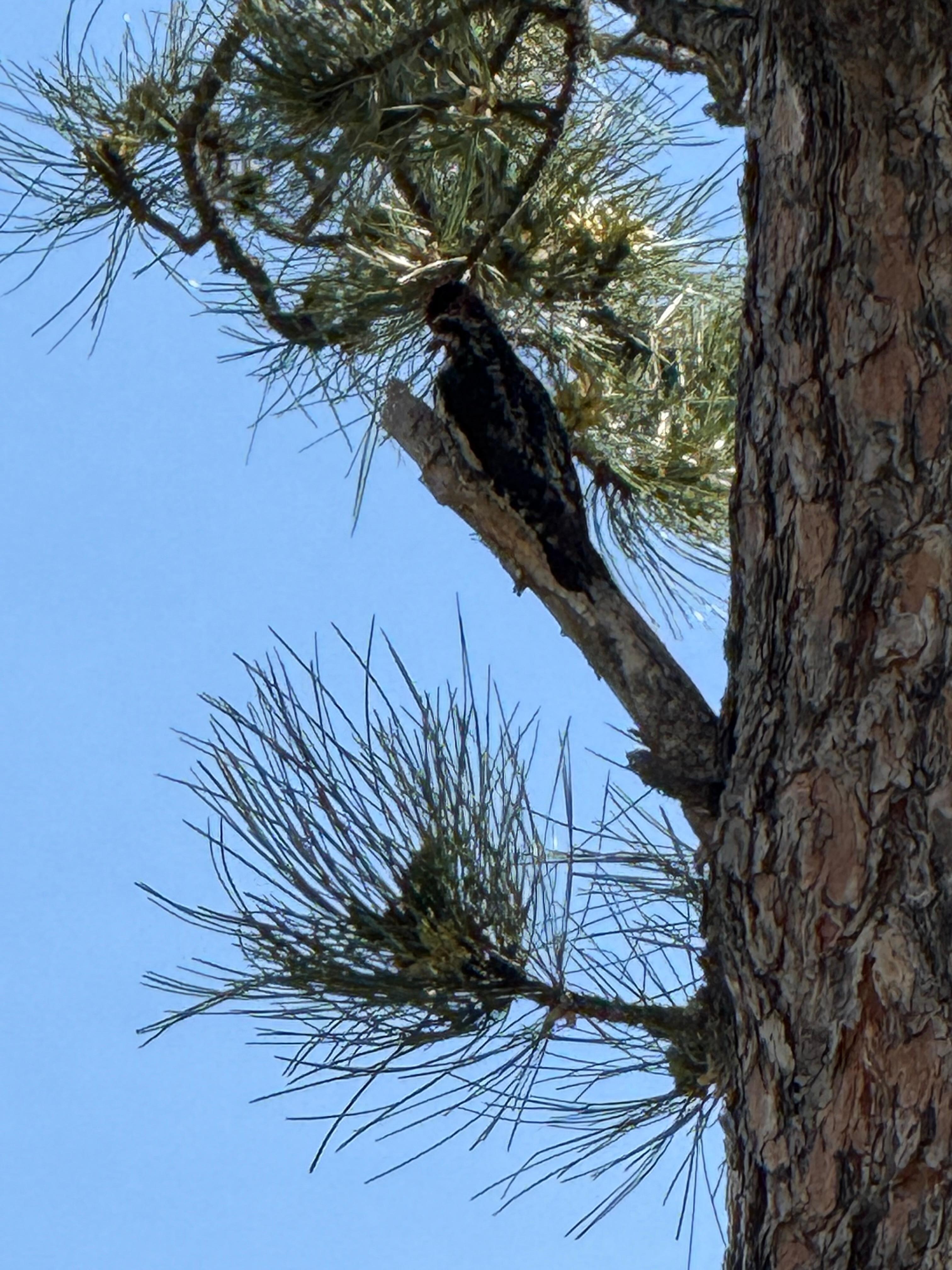 Woodpecker off the deck