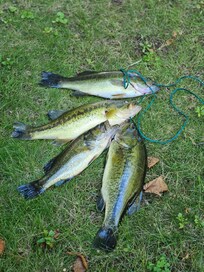 Caught enough for our fish fry!