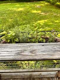A great, delicious little herb garden.