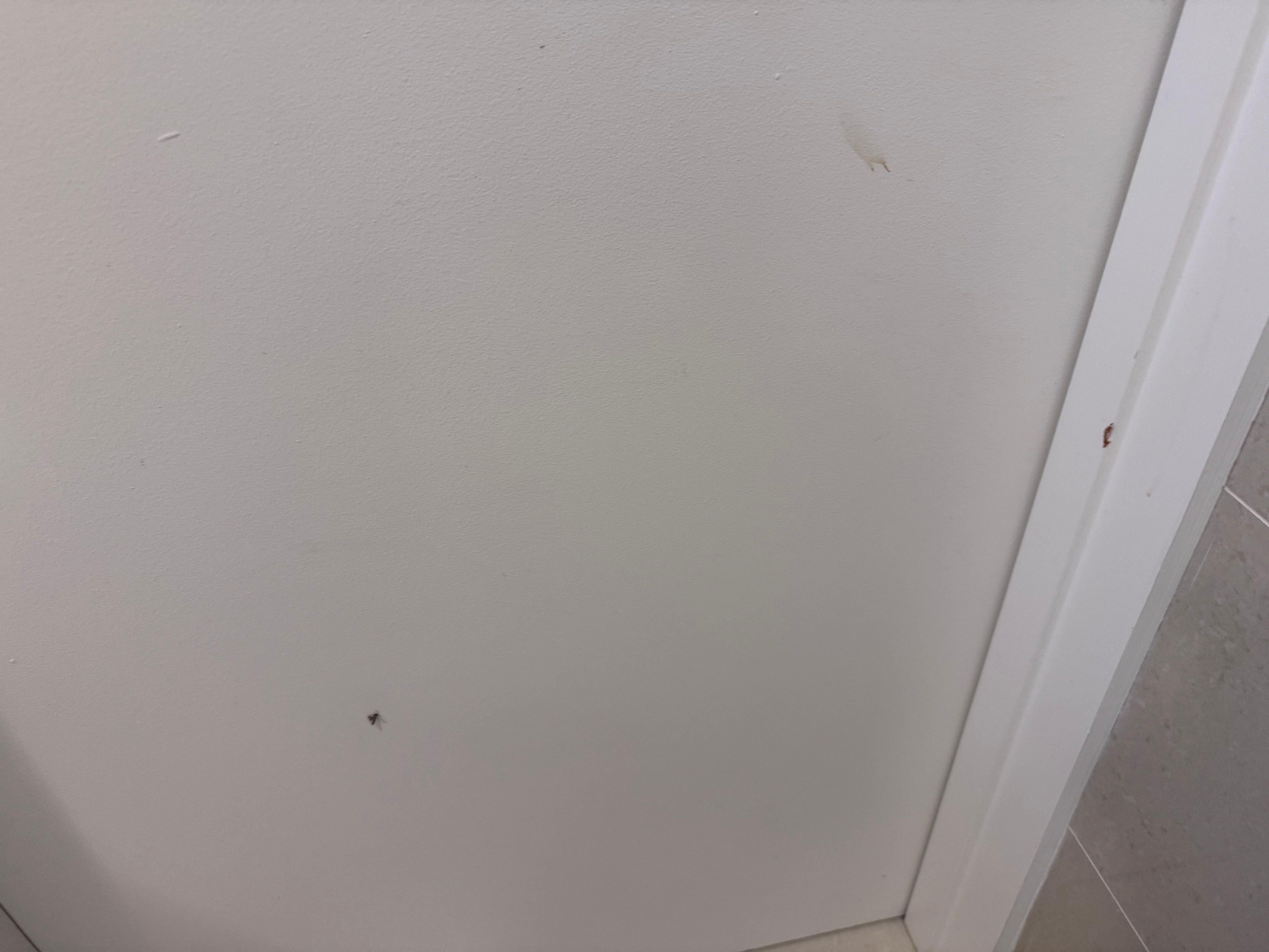 Bug carcass on wall
