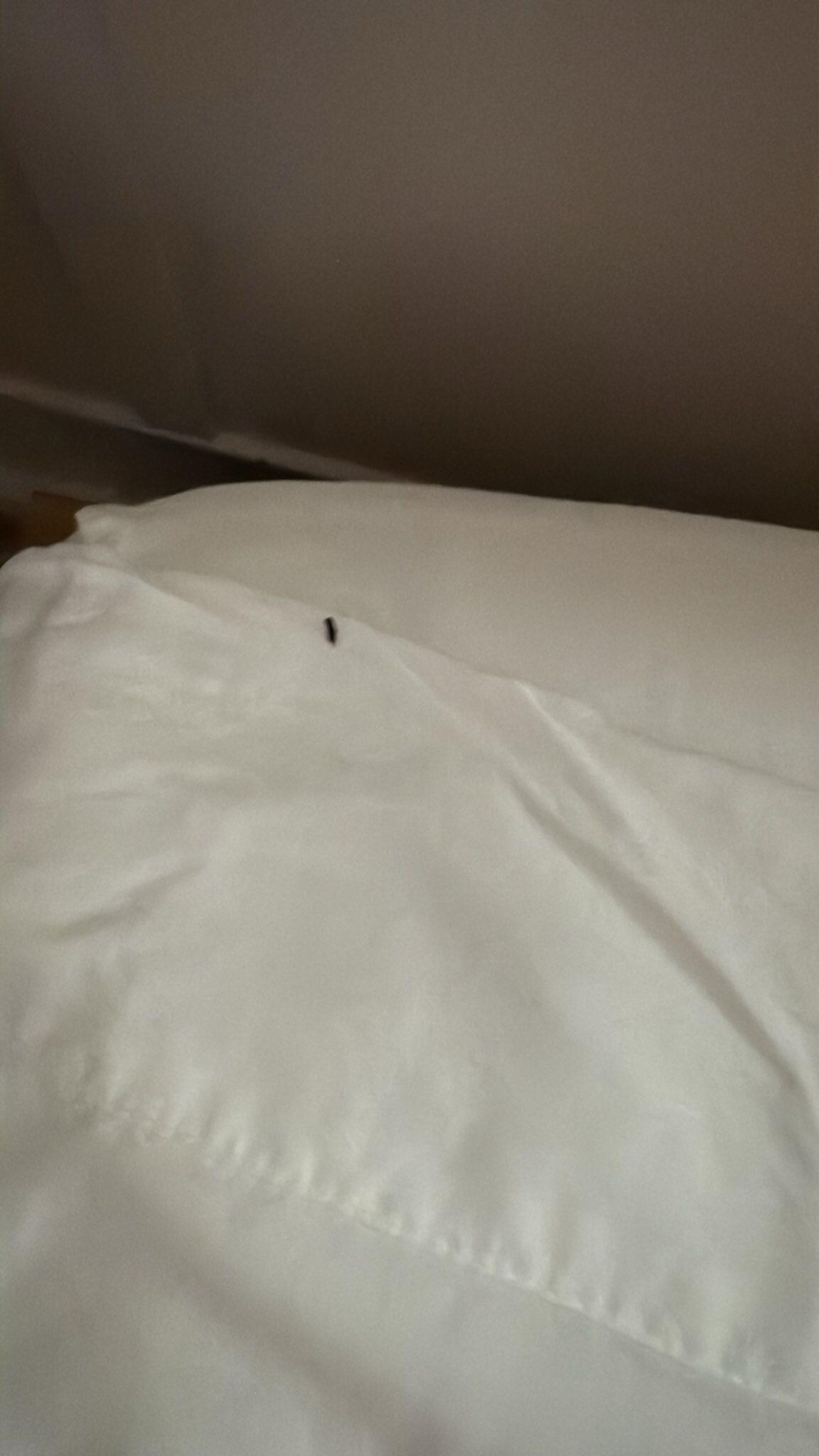 Mouse Feces found on the bed