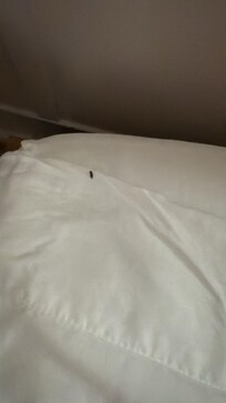 Mouse Feces found on the bed