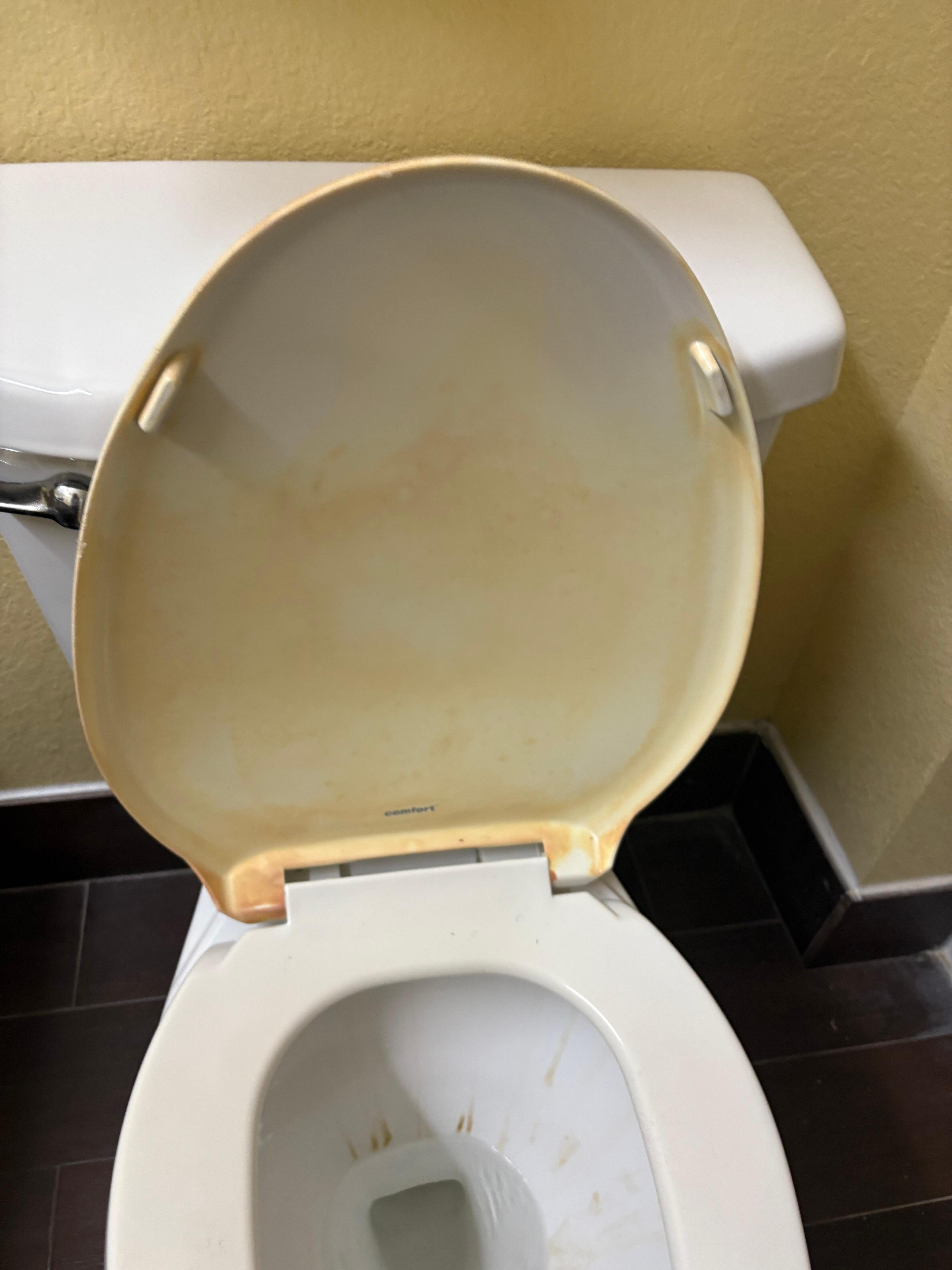 Mold in toilet
