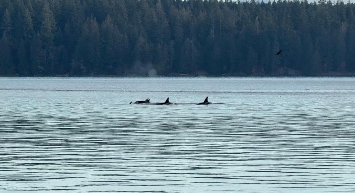 Orcas swimming past the pier