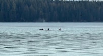 Orcas swimming past the pier