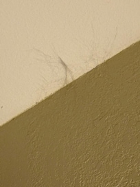 Cobb webs in wall/ceiling
