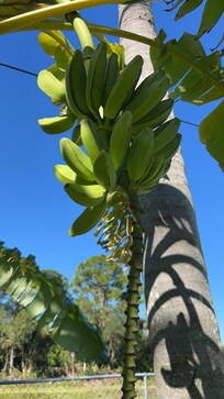 Beautiful Banana Tree in back yard