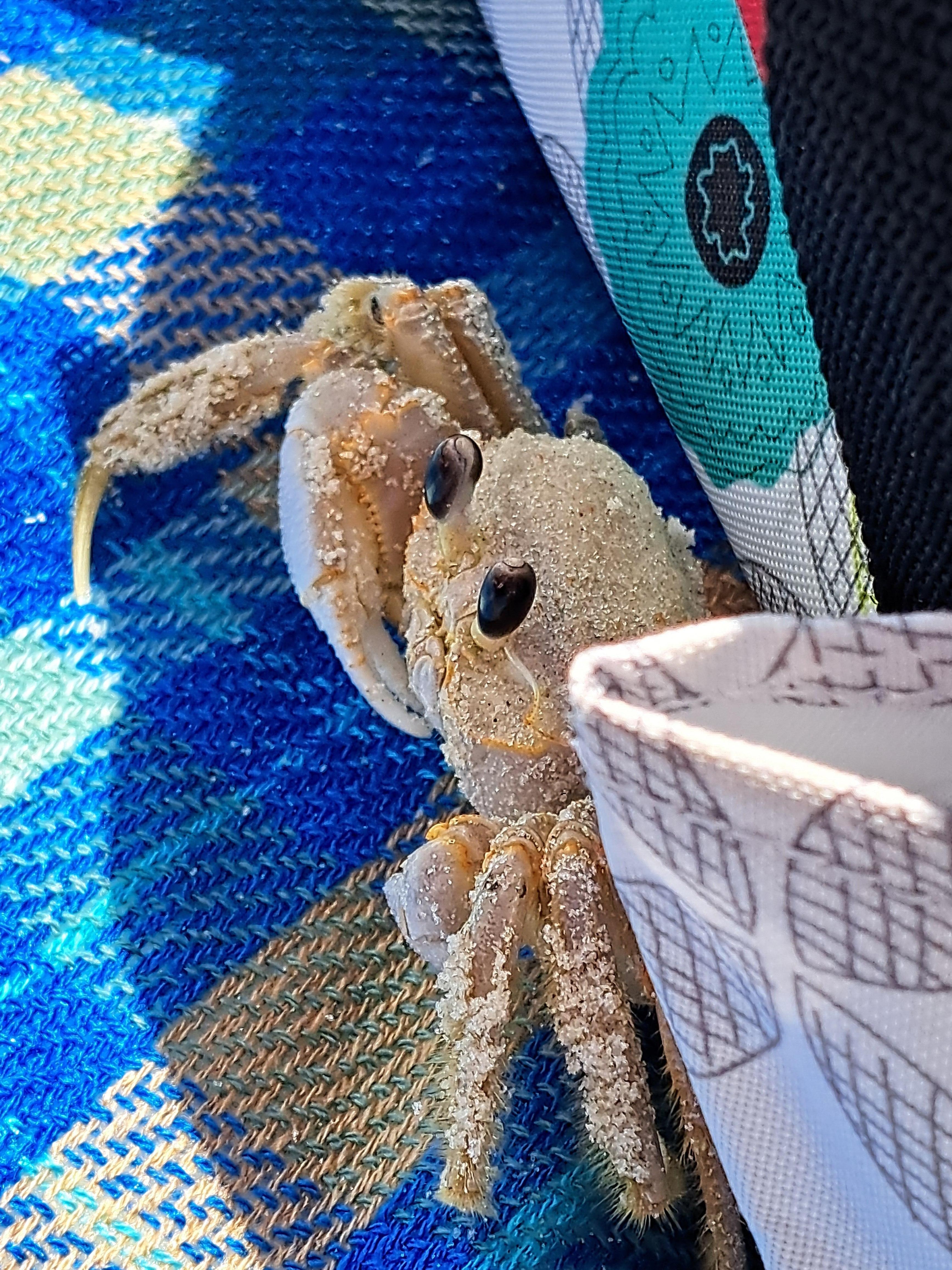 Cute little guy who visited us at the beach! 