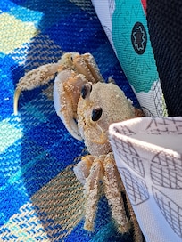 Cute little guy who visited us at the beach!