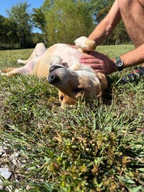 Harvey loving the fresh air